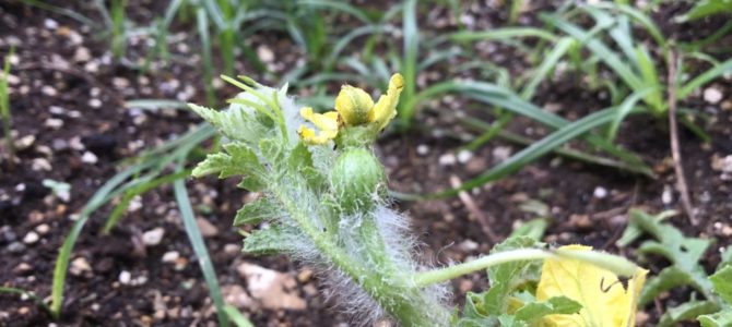 スイカの雌花 スイカの雌花