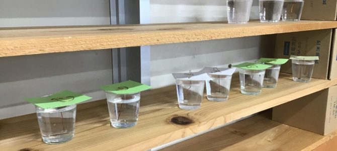 結晶づくり&解剖 結晶づくり&解剖