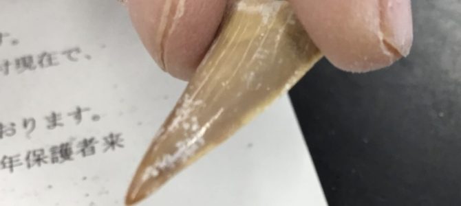 化石の発掘体験